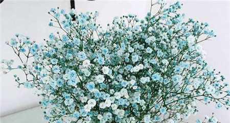 满天星花语与寓意（探索满天星花的美丽与深意）