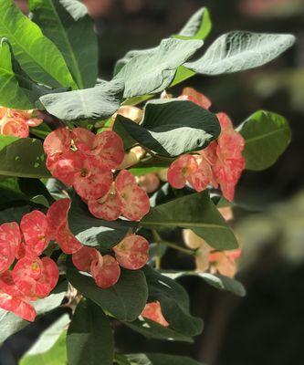 虎刺梅耐寒多少度？如何在冬季保护虎刺梅？