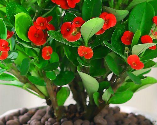 虎刺梅耐寒多少度？如何在冬季保护虎刺梅？