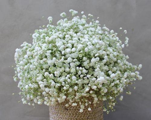 满天星花语与寓意（探索满天星花的美丽与深意）