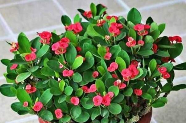 虎刺梅耐寒多少度？如何在冬季保护虎刺梅？