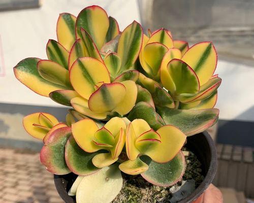 黄金花月（美丽绽放·命运浮沉·繁华背后）