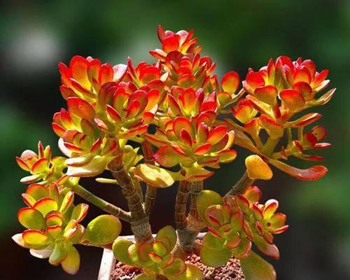 黄金花月（美丽绽放·命运浮沉·繁华背后）