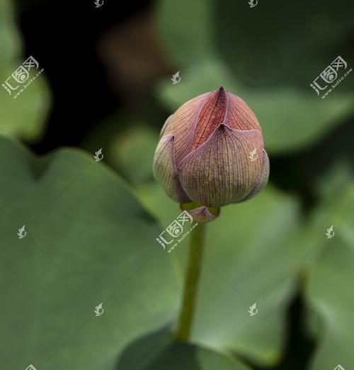 荷花什么时候长花苞?如何促进荷花花苞的形成? 荷花什么时候长花苞?如何促进荷花花苞的形成?