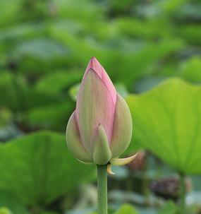 荷花什么时候长花苞?如何促进荷花花苞的形成? 荷花什么时候长花苞?如何促进荷花花苞的形成?