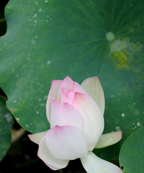 荷花什么时候长花苞?如何促进荷花花苞的形成? 荷花什么时候长花苞?如何促进荷花花苞的形成?