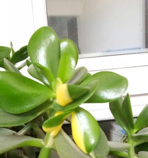 黄金花月（美丽绽放·命运浮沉·繁华背后）