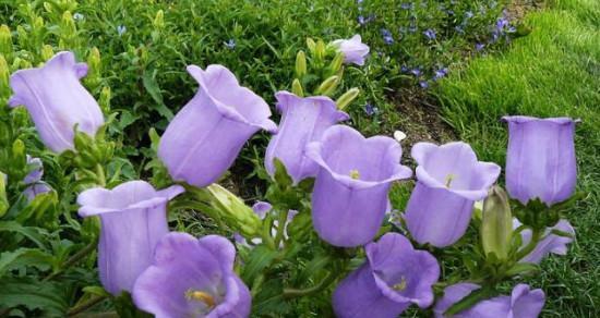 思念之花（以什么花的花语是想见你）