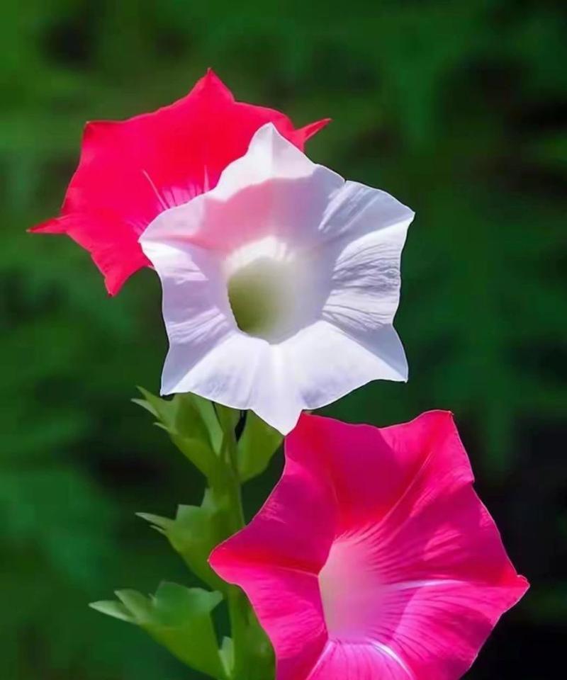 思念之花（以什么花的花语是想见你）