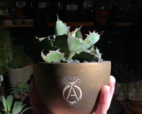 红薯是块根还是块茎？如何区分块根和块茎？