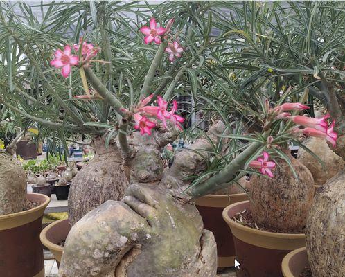 红薯是块根还是块茎？如何区分块根和块茎？