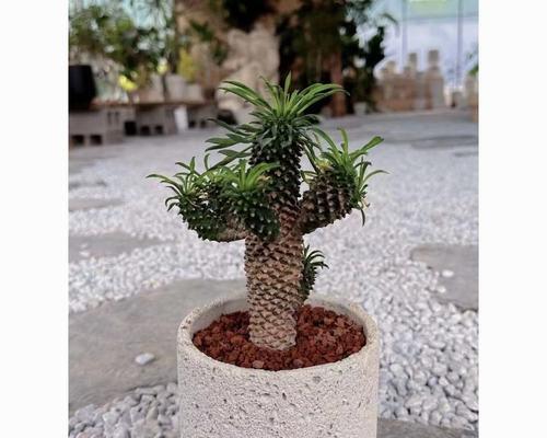 红薯是块根还是块茎？如何区分块根和块茎？