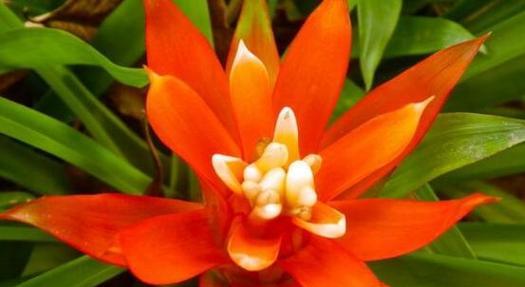 好运之花(揭开花的秘密) 好运之花(揭开花的秘密)