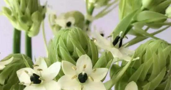 好运之花(揭开花的秘密) 好运之花(揭开花的秘密)