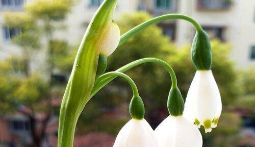 好运之花(揭开花的秘密) 好运之花(揭开花的秘密)