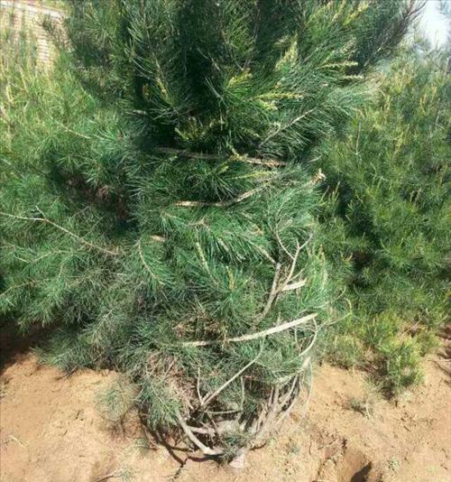 白皮松一年能长多高？每年的生长速度如何？