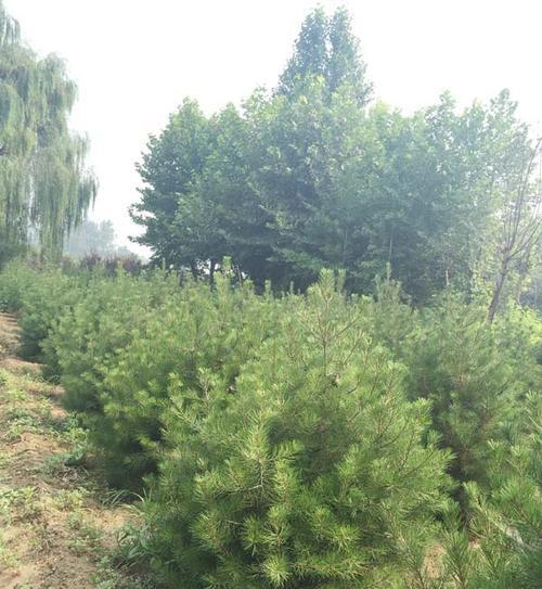 白皮松一年能长多高？每年的生长速度如何？