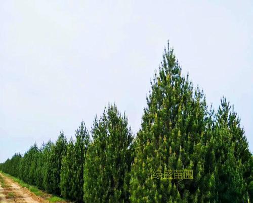 白皮松一年能长多高？每年的生长速度如何？