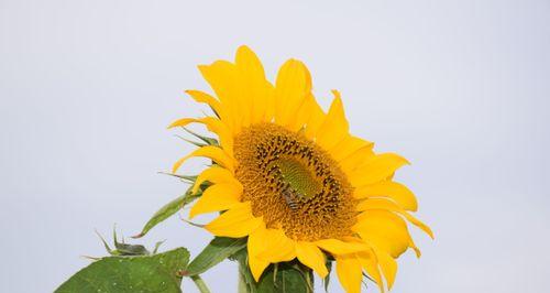 积极向上的植物，给人们带来的力量（以阳光花儿为主题的积极向上植物）