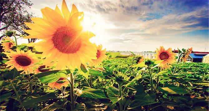 积极向上的植物，给人们带来的力量（以阳光花儿为主题的积极向上植物）