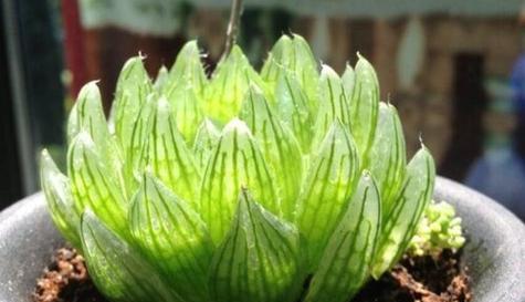 玉露生长需要哪些环境条件？它的生长特点是什么？