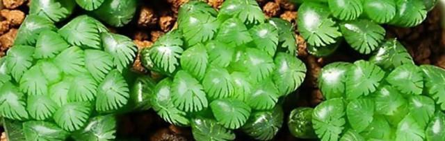 玉露生长需要哪些环境条件？它的生长特点是什么？