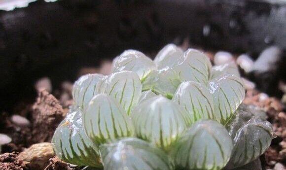 玉露生长需要哪些环境条件？它的生长特点是什么？