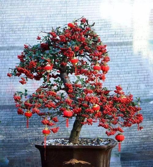 水仙花冬天会开花吗?如何正确养护以确保开花? 水仙花冬天会开花吗?如何正确养护以确保开花?