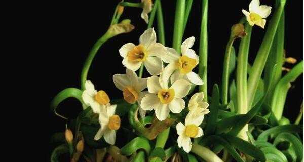 水仙花冬天会开花吗?如何正确养护以确保开花? 水仙花冬天会开花吗?如何正确养护以确保开花?