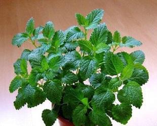 薄荷适合放在哪里?室内种植薄荷的最佳位置是什么? 薄荷适合放在哪里?室内种植薄荷的最佳位置是什么?