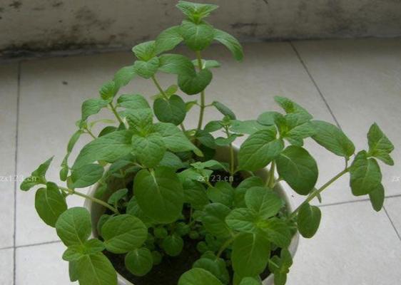 薄荷适合放在哪里?室内种植薄荷的最佳位置是什么? 薄荷适合放在哪里?室内种植薄荷的最佳位置是什么?