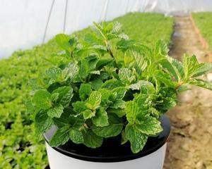薄荷适合放在哪里?室内种植薄荷的最佳位置是什么? 薄荷适合放在哪里?室内种植薄荷的最佳位置是什么?