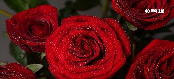玫瑰之语（玫瑰花语与意义解读）