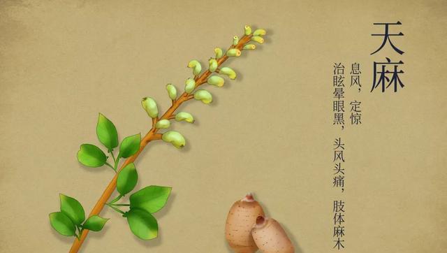 天麻的药用价值有哪些？如何正确使用天麻进行治疗？