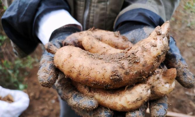 天麻的药用价值有哪些？如何正确使用天麻进行治疗？