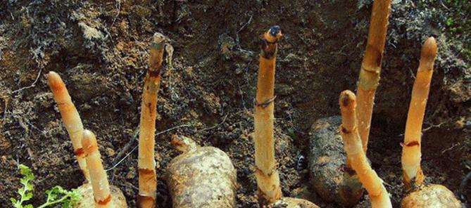 天麻的药用价值有哪些？如何正确使用天麻进行治疗？