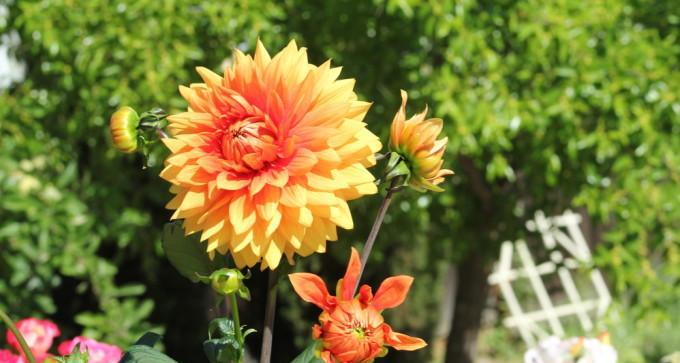 大理市花——杜鹃花的花意与美景（探寻杜鹃花的花语与大理的美丽景致）