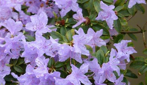 大理市花——杜鹃花的花意与美景（探寻杜鹃花的花语与大理的美丽景致）