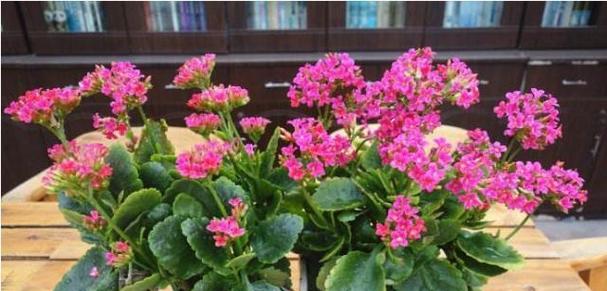 大门前种什么花风水好？如何选择合适的花卉提升家居运势？