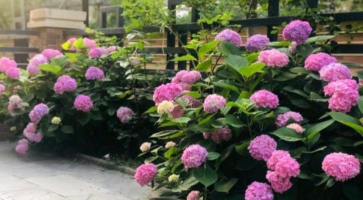 大门前种什么花风水好？如何选择合适的花卉提升家居运势？