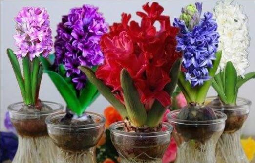 红色风信子花语传递的爱情和热情（探索红色风信子的花语与象征意义）