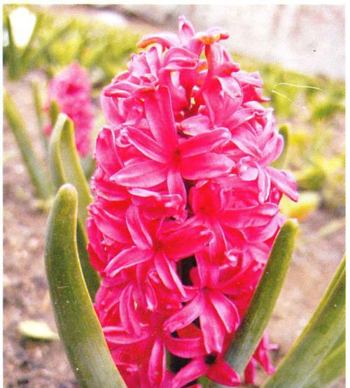 红色风信子花语传递的爱情和热情（探索红色风信子的花语与象征意义）