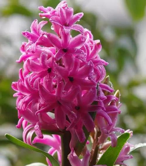 红色风信子花语传递的爱情和热情（探索红色风信子的花语与象征意义）