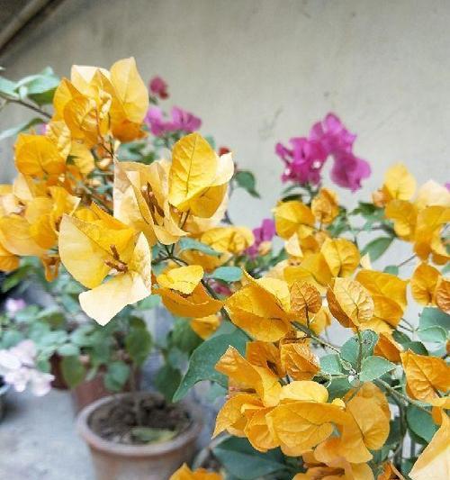 三角梅有哪些颜色？不同品种的三角梅颜色特点是什么？