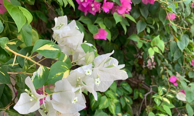 三角梅有哪些颜色？不同品种的三角梅颜色特点是什么？