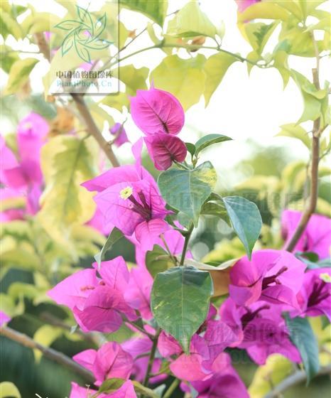 三角梅有哪些颜色？不同品种的三角梅颜色特点是什么？