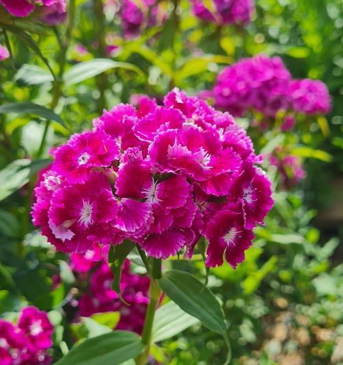 石竹花语(探寻石竹花语的深意与文化渊源) 石竹花语(探寻石竹花语的深意与文化渊源)