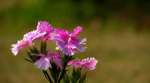 石竹花语(探寻石竹花语的深意与文化渊源) 石竹花语(探寻石竹花语的深意与文化渊源)