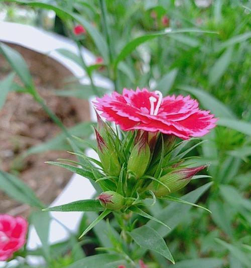 石竹花语(探寻石竹花语的深意与文化渊源) 石竹花语(探寻石竹花语的深意与文化渊源)