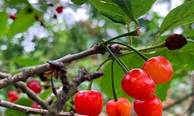 樱桃什么时候成熟？每年几月份可以采摘？